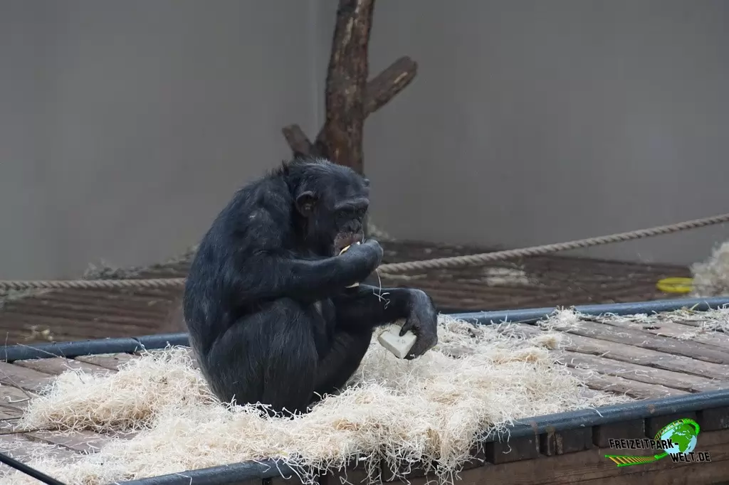 Schimpanse in Burgers' Zoo - 2016