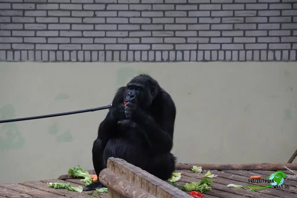 Westlicher Flachland-Gorilla in Burgers' Zoo - 2016