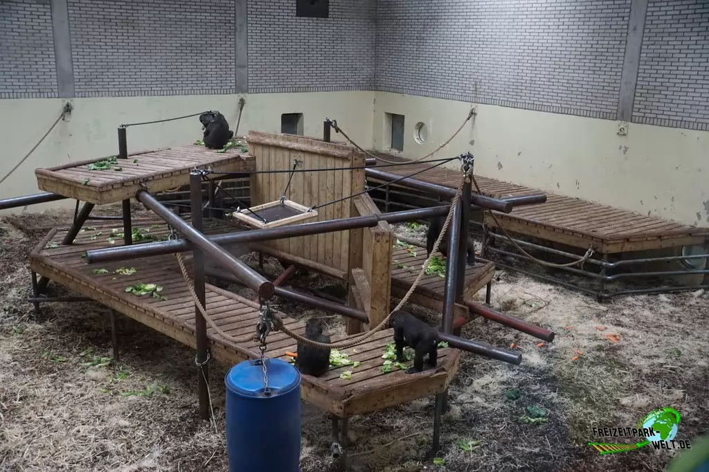 Westlicher Flachland-Gorilla in Burgers' Zoo - 2016