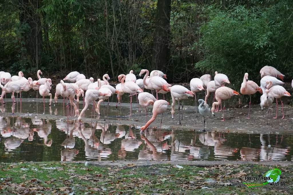 Rosaflamingo in Burgers' Zoo - 2016