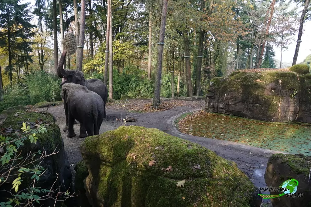 Asiatischer Elefant in Burgers' Zoo - 2016