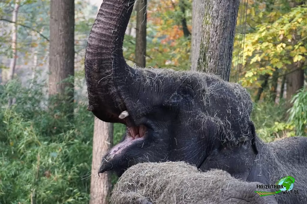 Asiatischer Elefant in Burgers' Zoo - 2016
