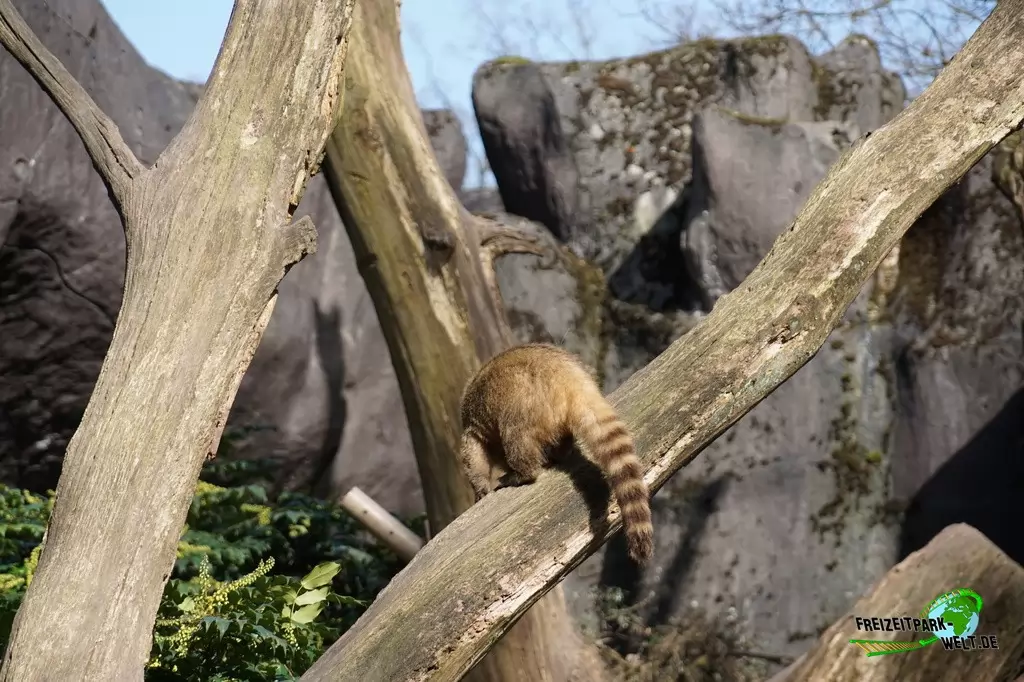 Nasenbär in Burgers' Zoo - 2017