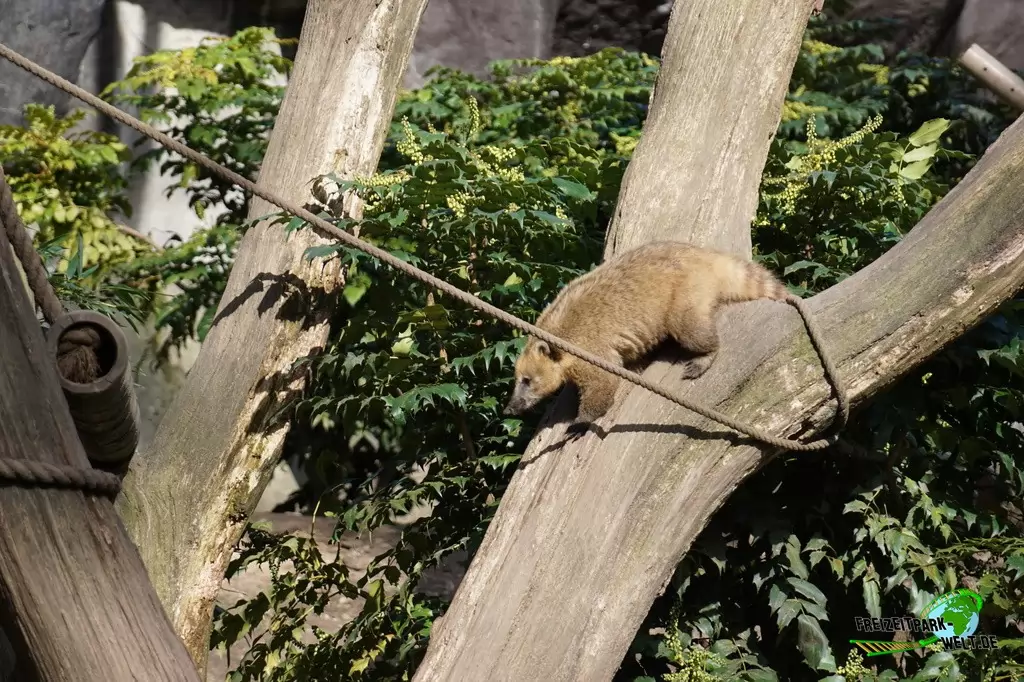 Nasenbär in Burgers' Zoo - 2017