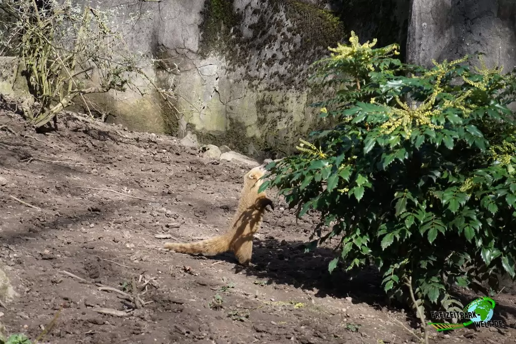 Nasenbär in Burgers' Zoo - 2017