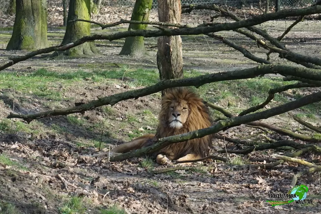 Berberlöwe in Burgers' Zoo - 2017