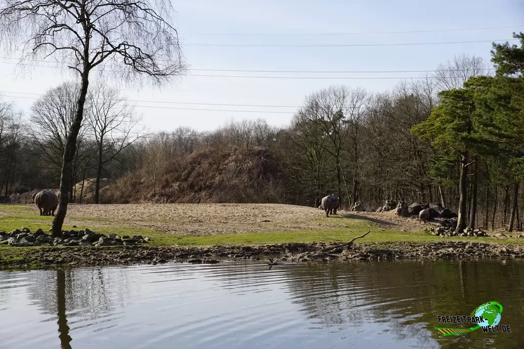 Nashorn in Burgers' Zoo - 2017