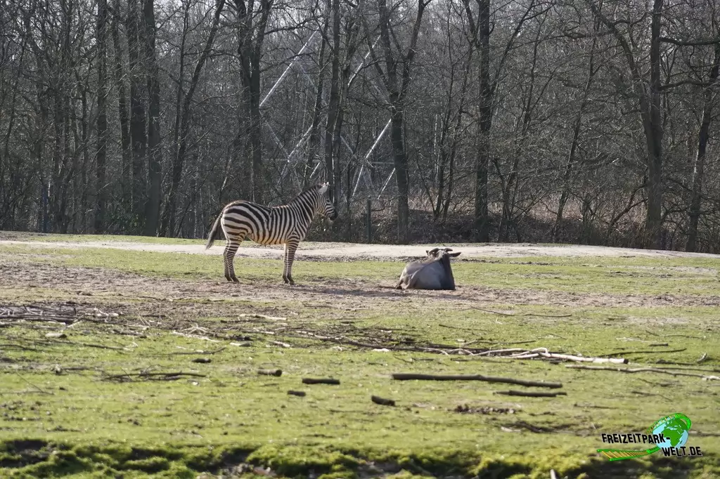 Steppenzebra in Burgers' Zoo - 2017