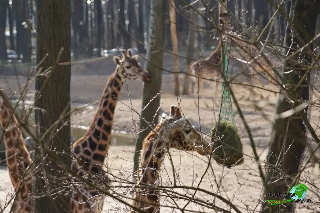 Giraffe in Burgers' Zoo - 2017