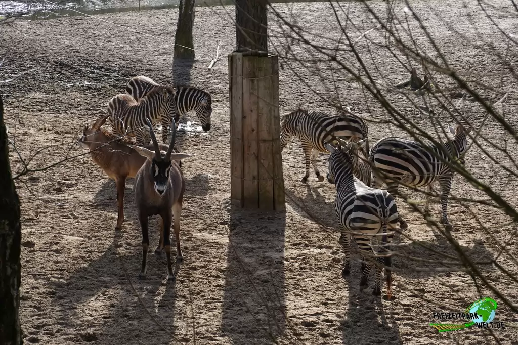 Steppenzebra in Burgers' Zoo - 2017
