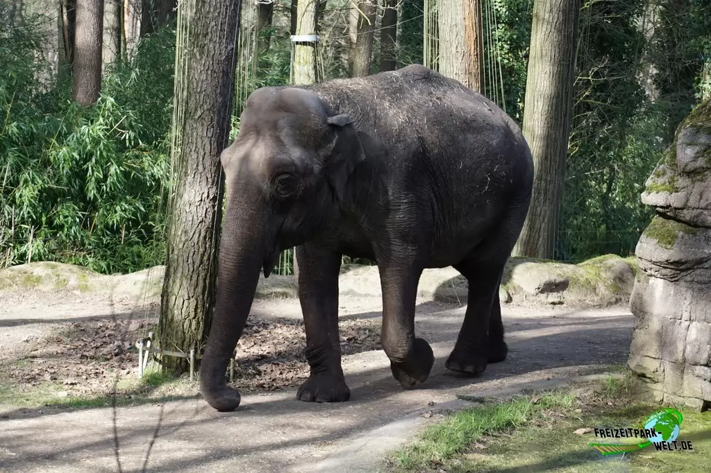 Asiatischer Elefant in Burgers' Zoo - 2017