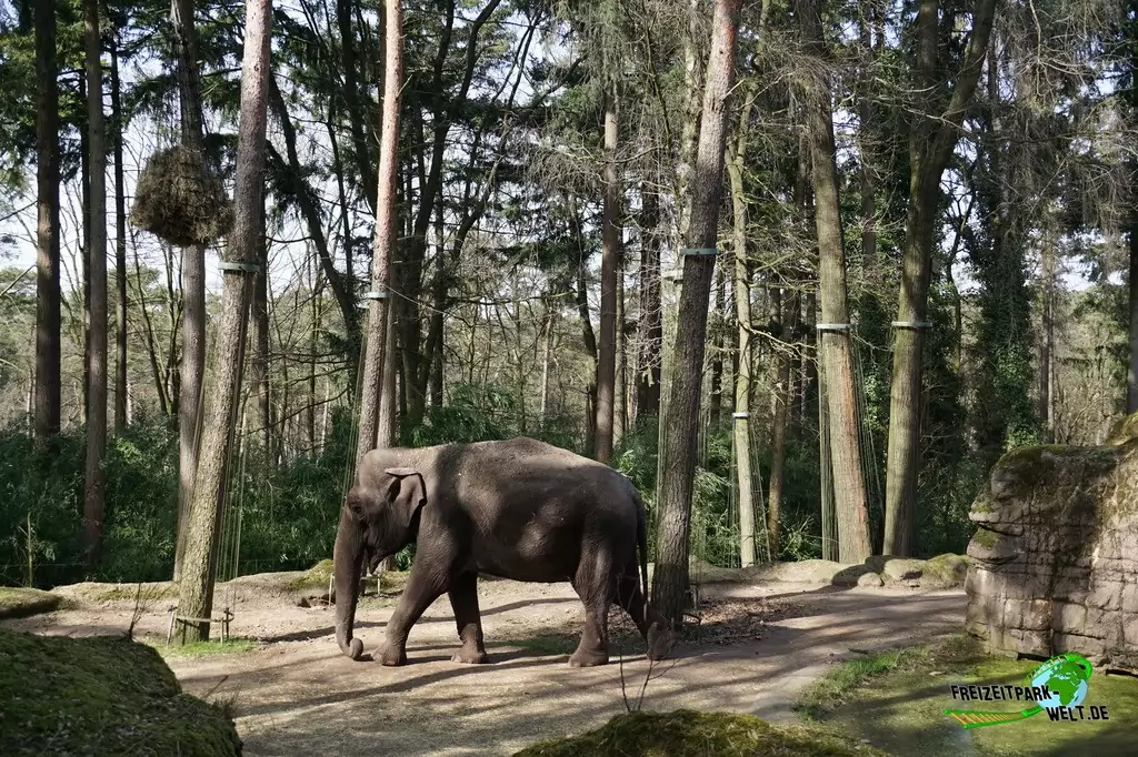 Asiatischer Elefant in Burgers' Zoo - 2017