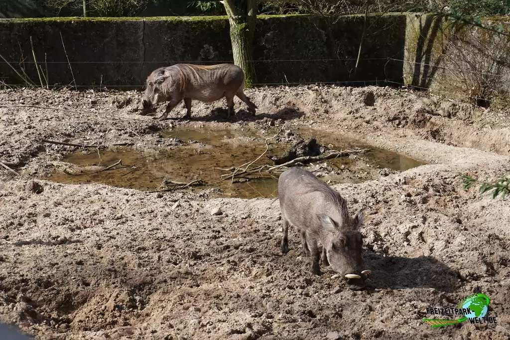 Westafrikanisches Warzenschwein in Burgers' Zoo - 2017