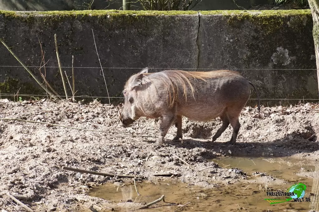 Westafrikanisches Warzenschwein in Burgers' Zoo - 2017