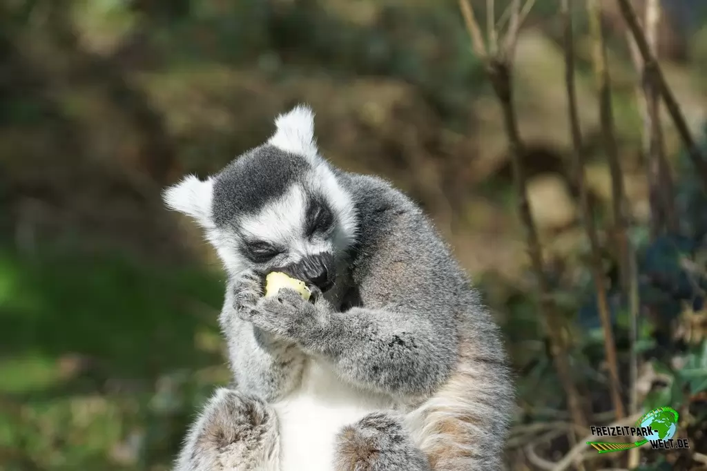 Katta in Burgers' Zoo - 2017