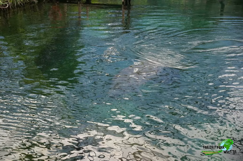 Seekühe in Burgers' Zoo - 2018