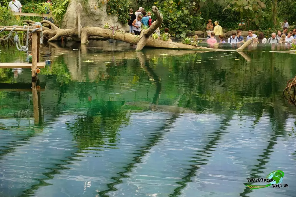 Seekühe in Burgers' Zoo - 2018