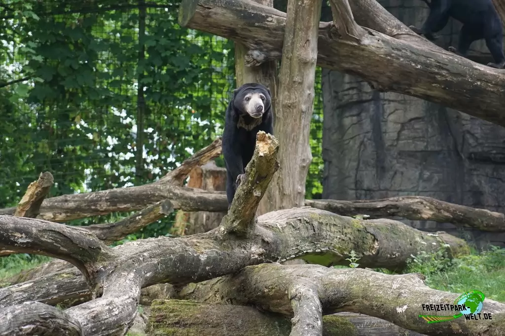 Malaienbär in Burgers' Zoo - 2018