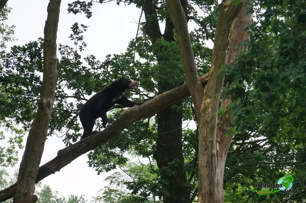 Malaienbär in Burgers' Zoo - 2018