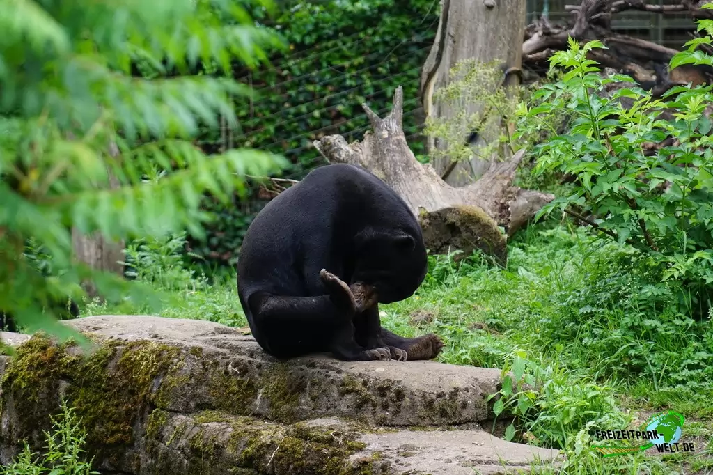 Malaienbär in Burgers' Zoo - 2018