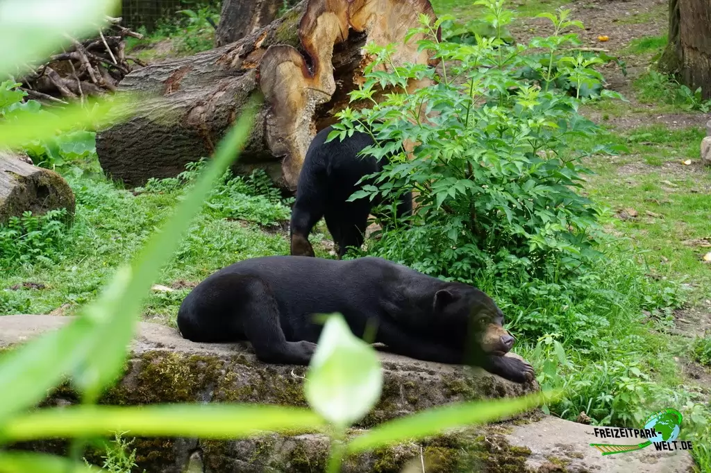 Malaienbär in Burgers' Zoo - 2018