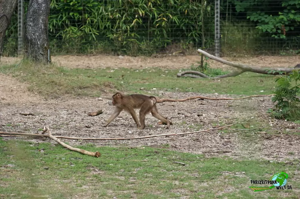 Schweinsaffen in Burgers' Zoo - 2018