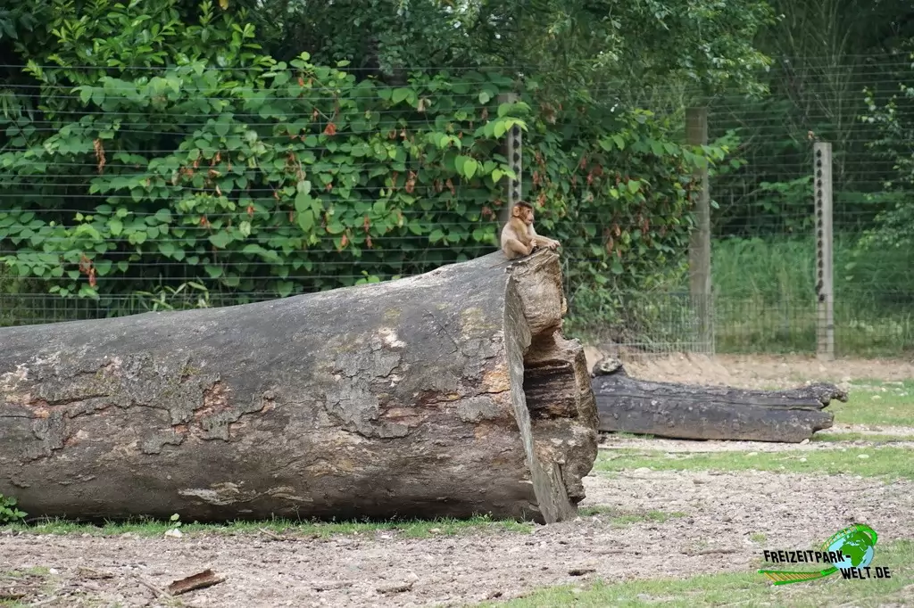 Schweinsaffen in Burgers' Zoo - 2018
