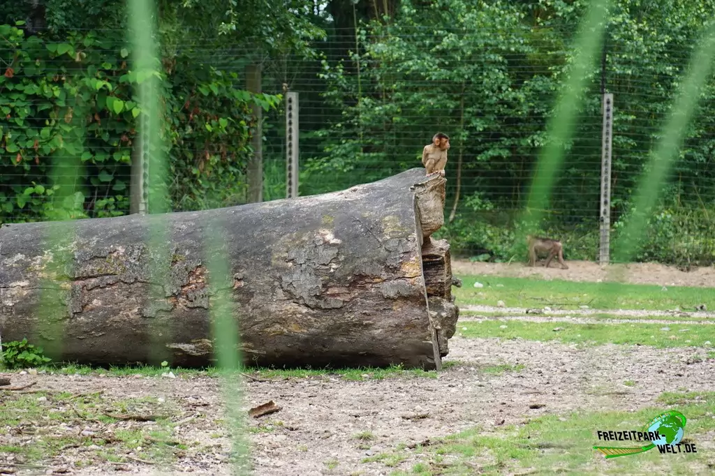 Schweinsaffen in Burgers' Zoo - 2018: Junger Schweinsaffe spielt auf dem Baumstamm
