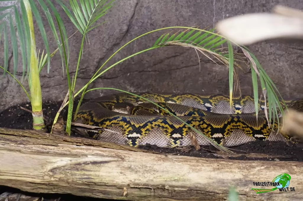 Netzpython in Burgers' Zoo - 2018