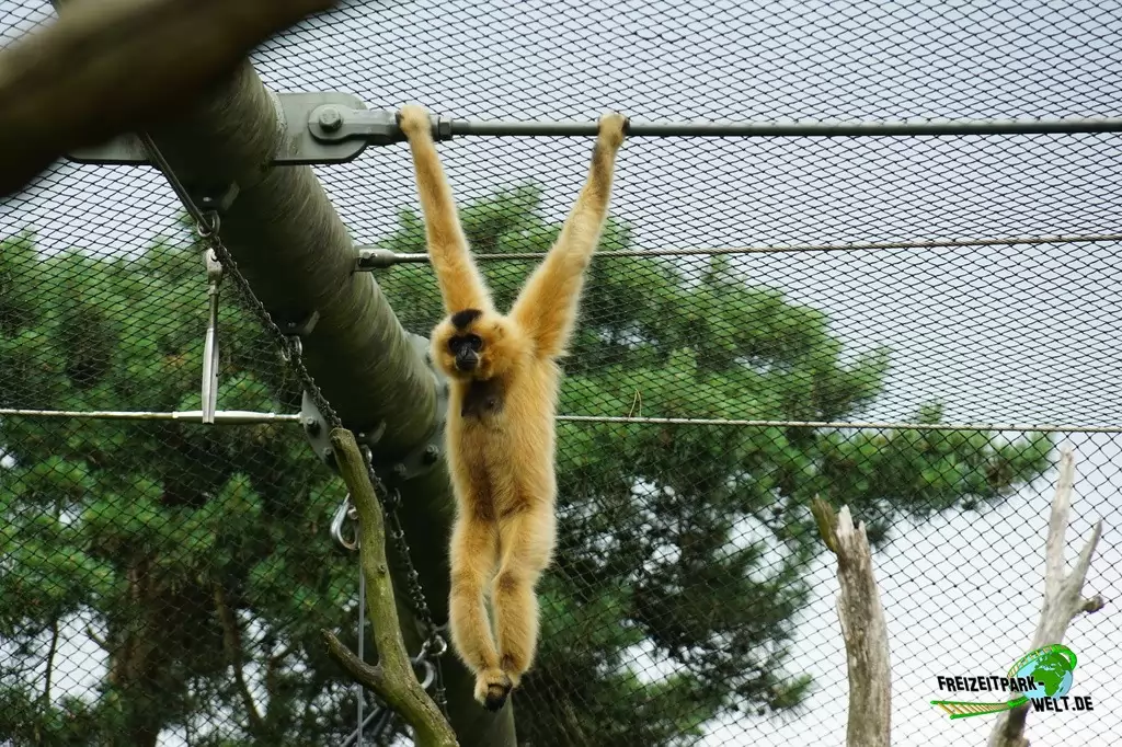 Gelbwangen-Schopfgibbon in Burgers' Zoo - 2018