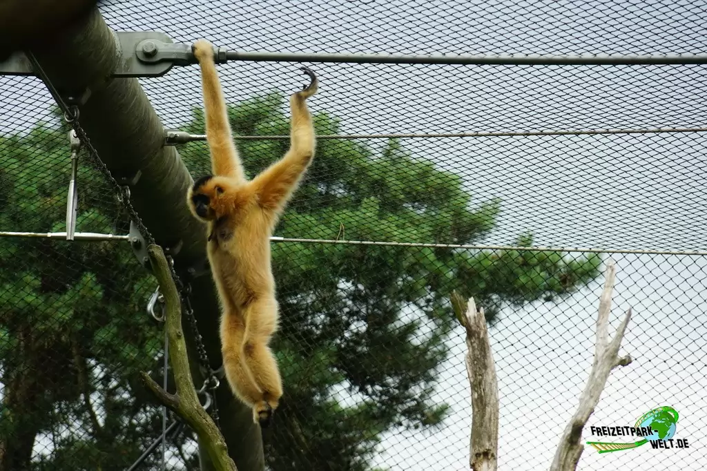Gelbwangen-Schopfgibbon in Burgers' Zoo - 2018