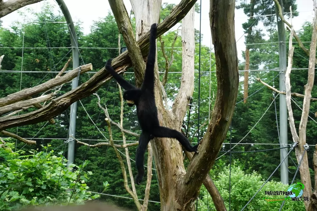 Gelbwangen-Schopfgibbon in Burgers' Zoo - 2018