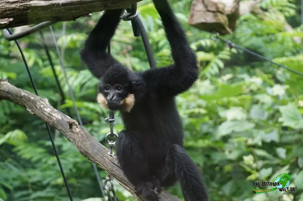 Gelbwangen-Schopfgibbon in Burgers' Zoo - 2018