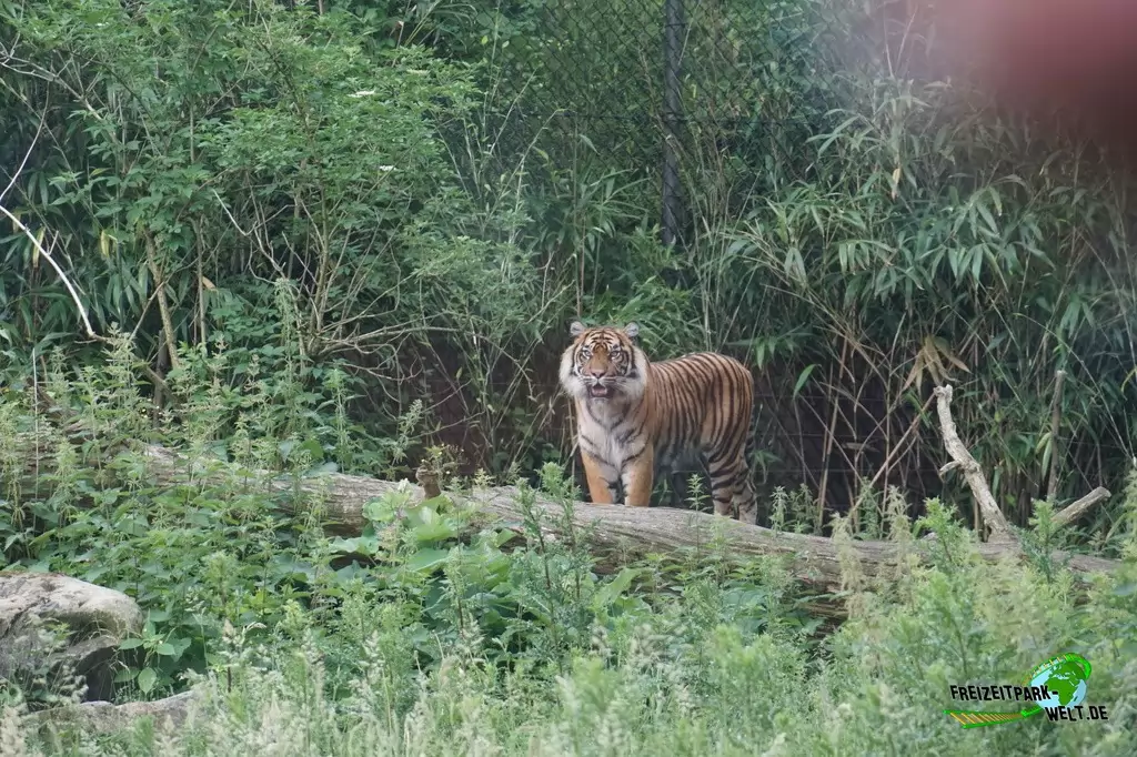 Sumatra Tiger in Burgers' Zoo - 2018