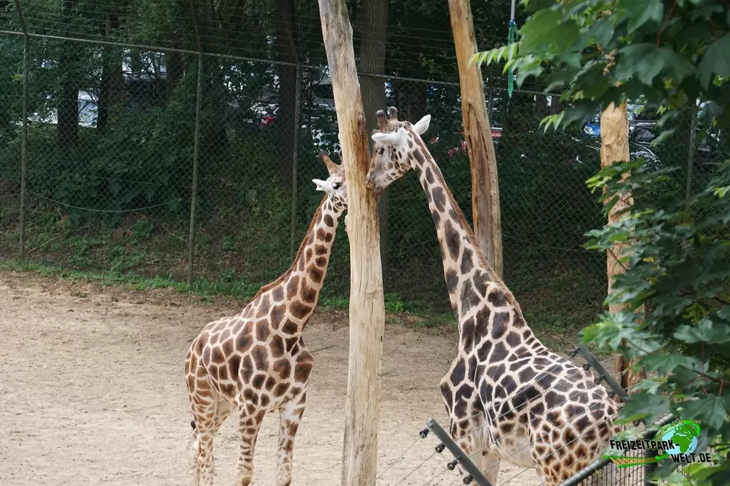 Giraffe in Burgers' Zoo - 2018