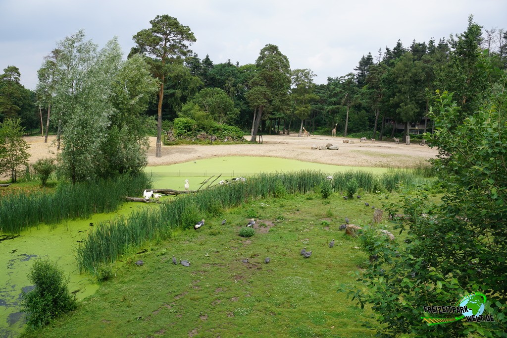 Rosapelikan in Burgers' Zoo - 2018