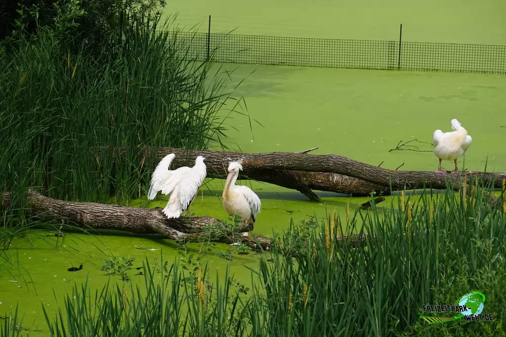 Rosapelikan in Burgers' Zoo - 2018