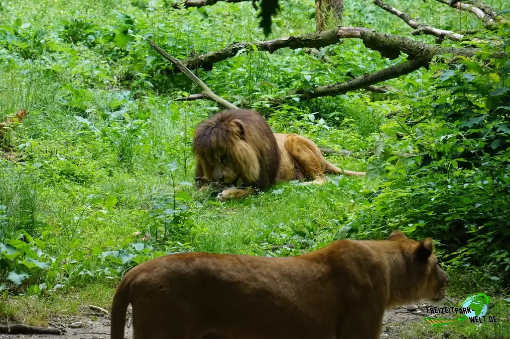 Berberlöwe in Burgers' Zoo - 2018