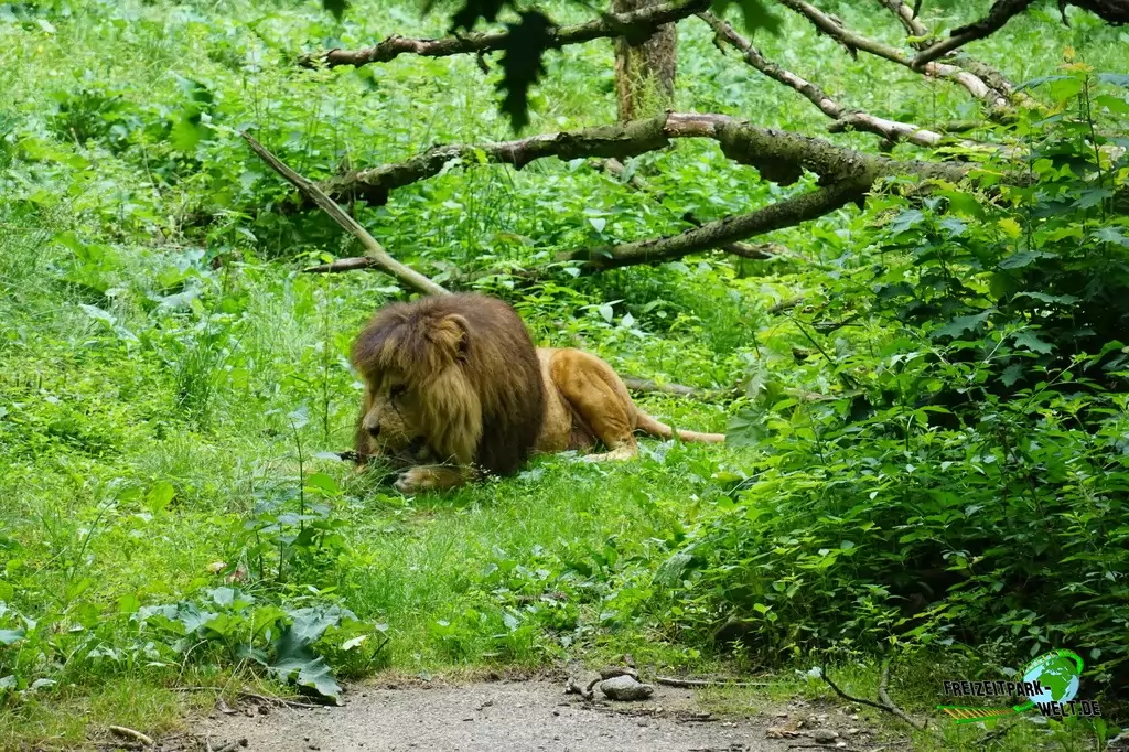 Berberlöwe in Burgers' Zoo - 2018