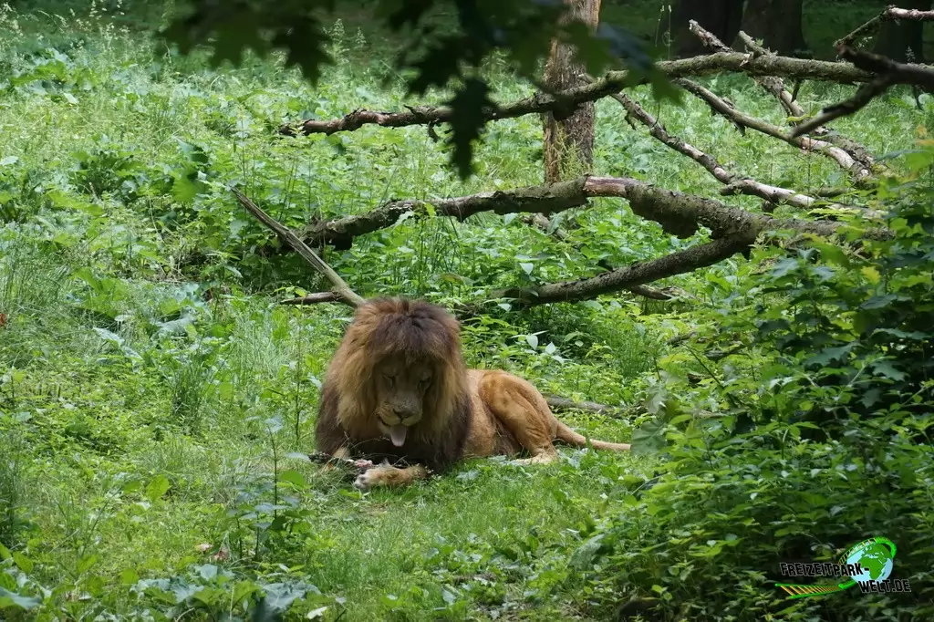 Berberlöwe in Burgers' Zoo - 2018