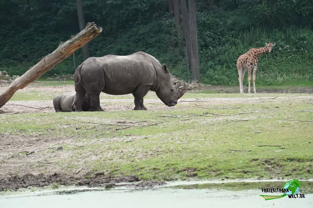 Breitmaul-Nashorn in Burgers' Zoo - 2018