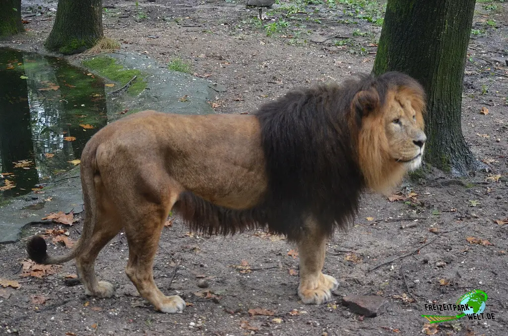 Berberlöwe in Burgers' Zoo - 2023