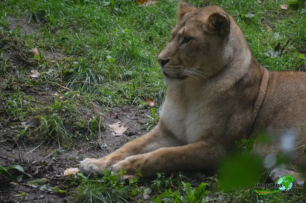 Berberlöwe in Burgers' Zoo - 2023