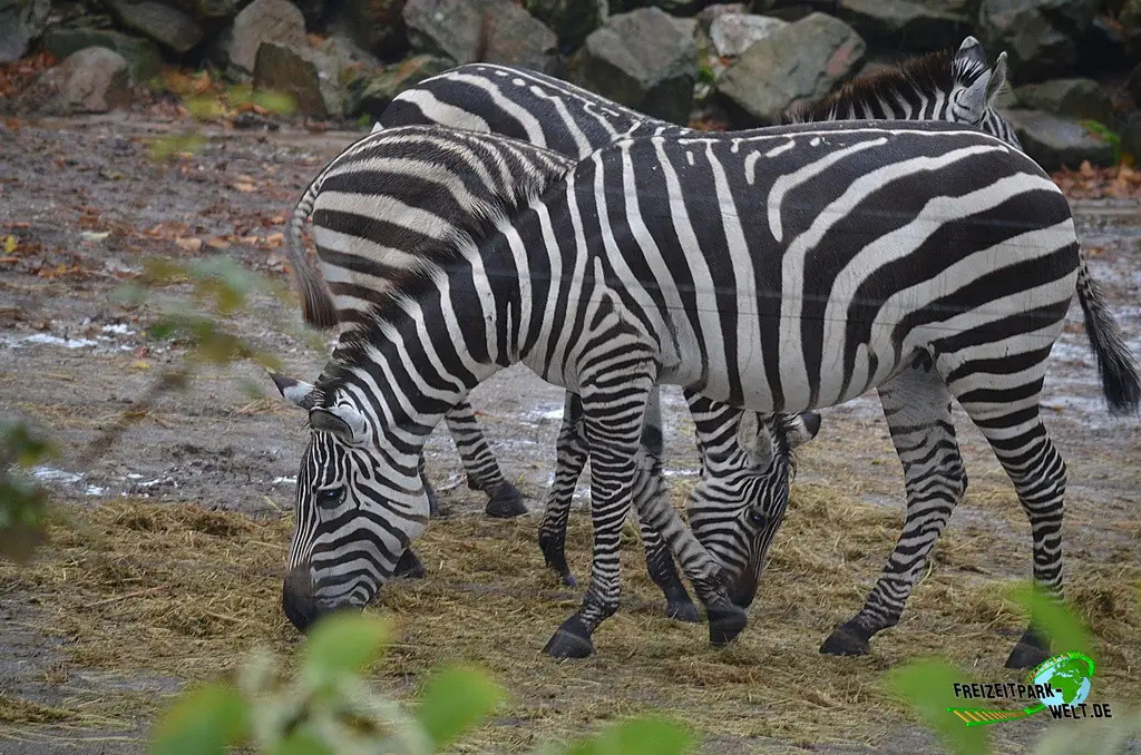 Steppenzebra in Burgers' Zoo - 2023