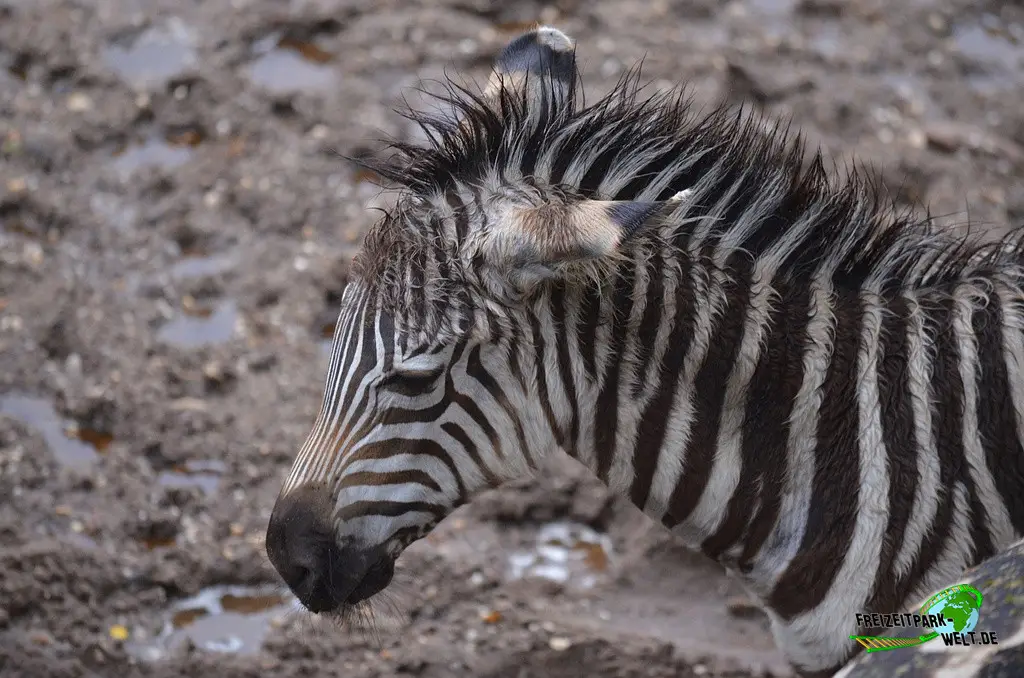 Steppenzebra in Burgers' Zoo - 2023