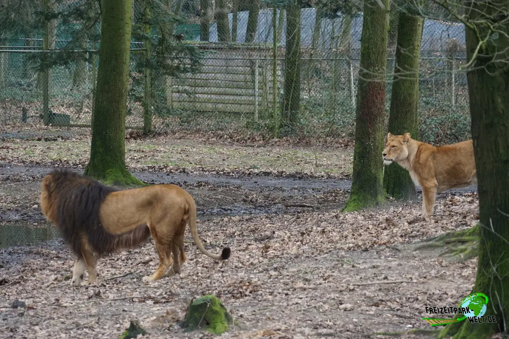 Berberlöwe in Burgers' Zoo - 2024