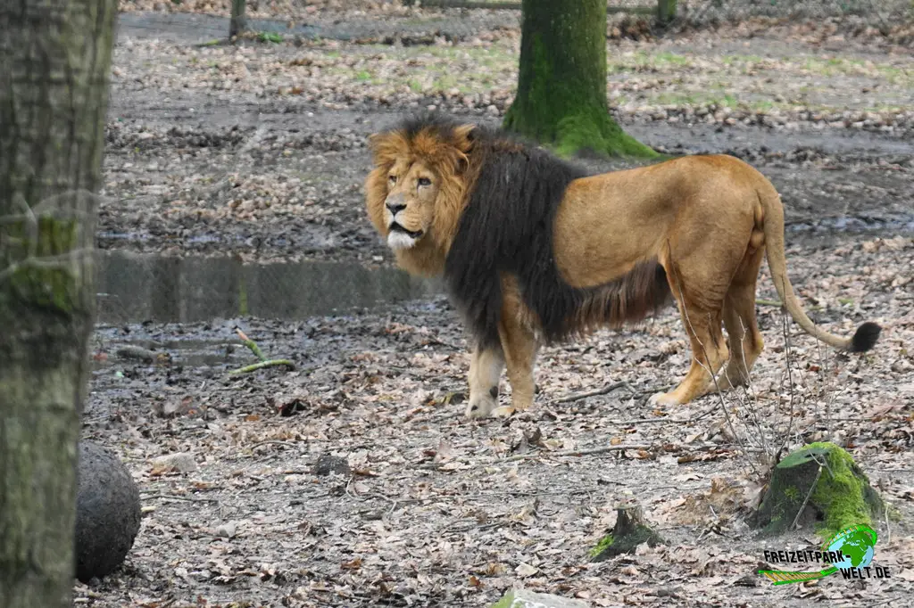 Berberlöwe in Burgers' Zoo - 2024