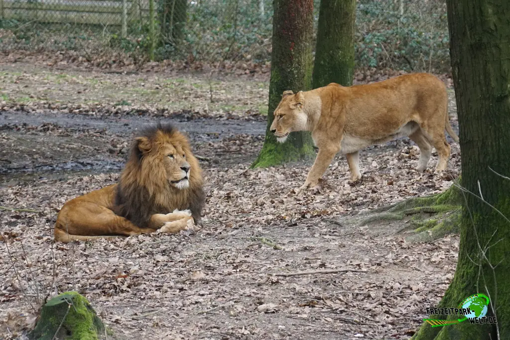 Berberlöwe in Burgers' Zoo - 2024