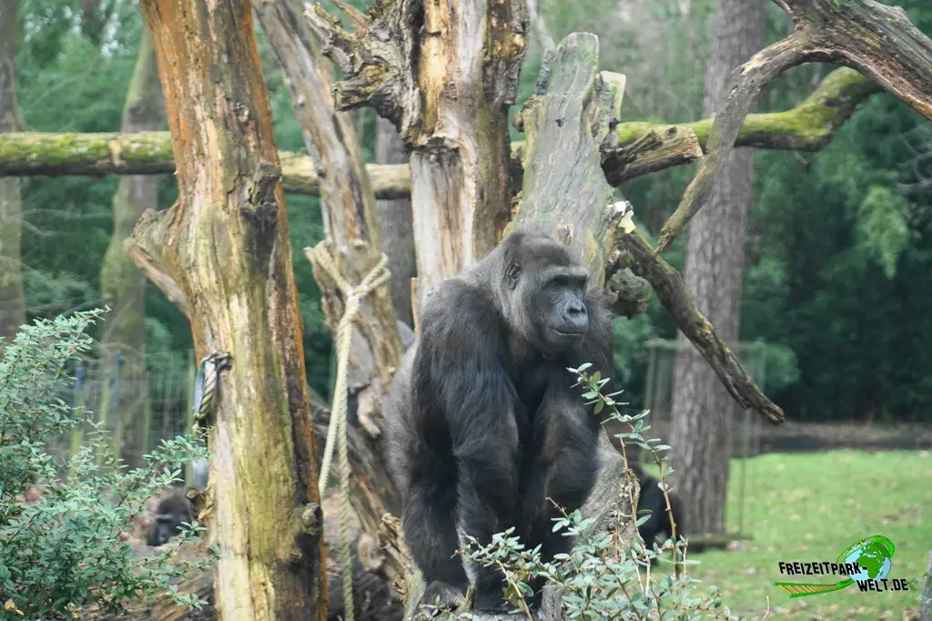 Westlicher Flachland-Gorilla in Burgers' Zoo - 2024