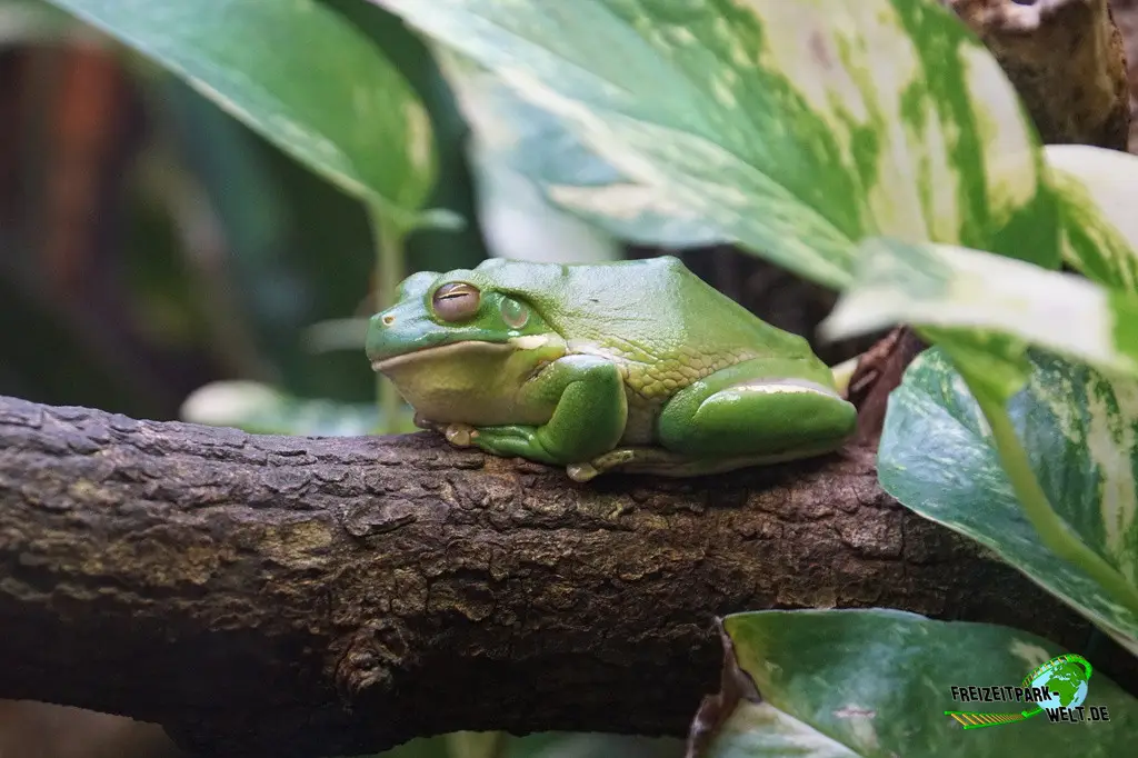 Neuguinea-Riesenlaubfrosch in Burgers' Zoo - 2024